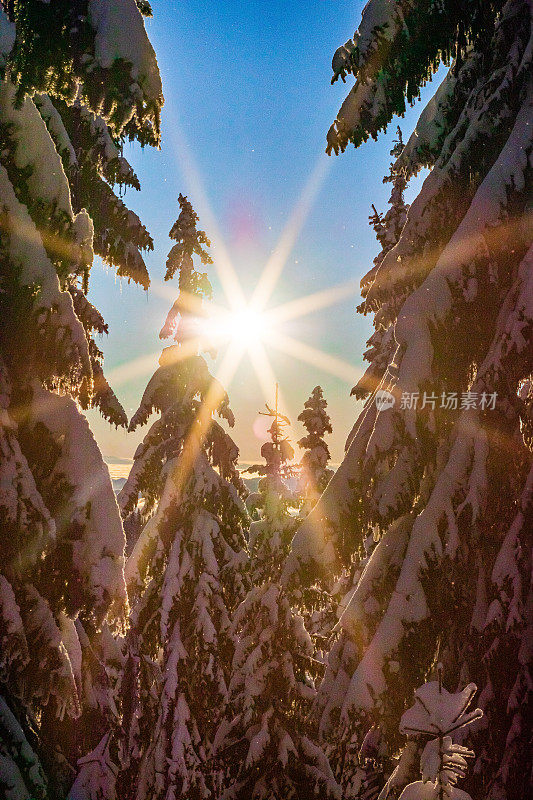 白雪覆盖的景观/背景和常青树在欧洲在一个寒冷的阳光明媚的日子在冬天-创造性的股票照片